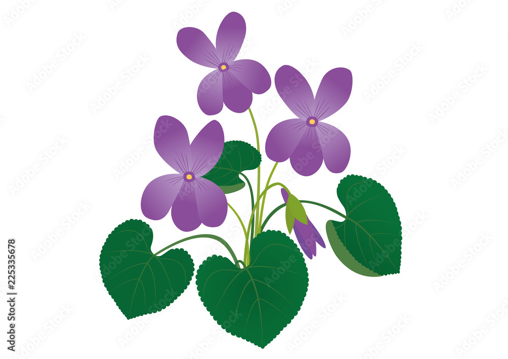Vector illustration of spring flower Viola Vector illustration of spring flower Viola