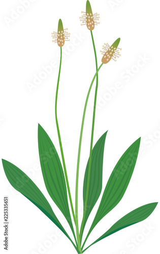 Vector illustration of Plantago Lanceolata