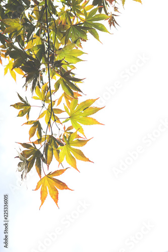 Maple tree leaves detail
