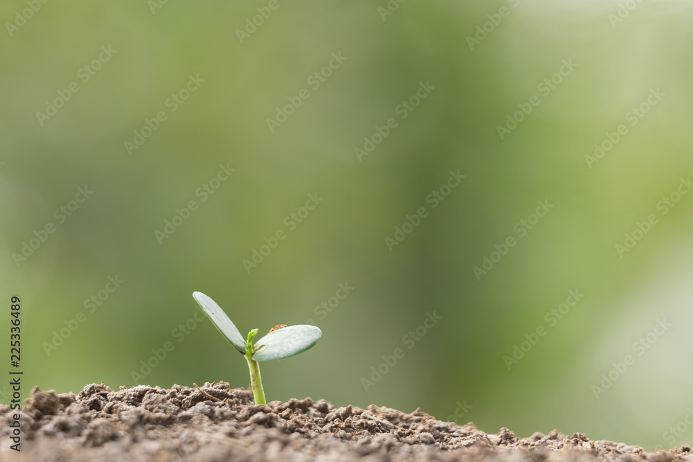 Agriculture planting seeding growing, Business growht up concept Agriculture planting seeding growing, Business growht up concept