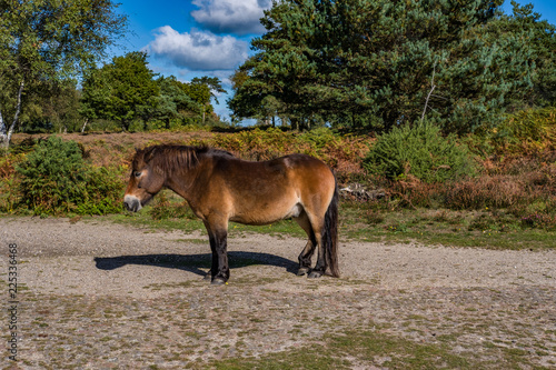 Hindhead Common Horses photo