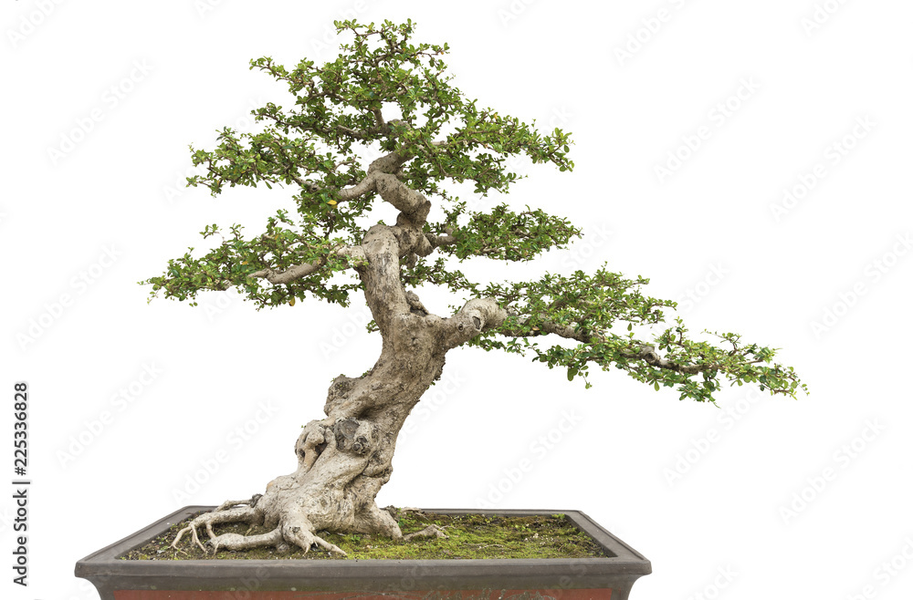 Fototapeta premium Isolated Bonsai pine tree