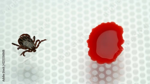 experiment, whether the mite will drink blood without sucking to the owner, close-up photo