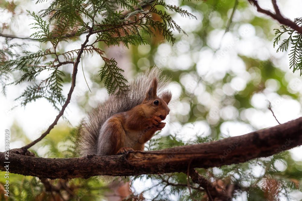 squirrel on a tree nut nibbles close up squirrel on a tree nut nibbles close up