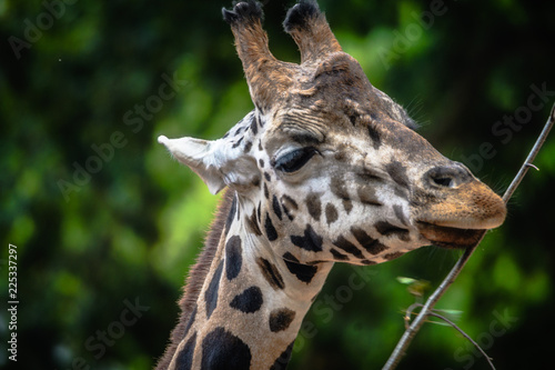Portrait einer Giraffe © Olaf Schlenger