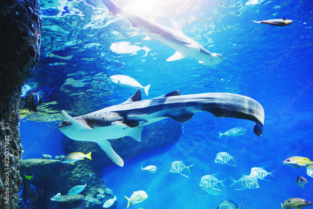 Fototapeta premium Colourfull fishes in dark blue water