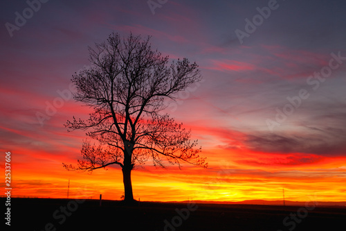 Lonely tree in dramatic sunset  Central Bohemian Upland  Czech Republic