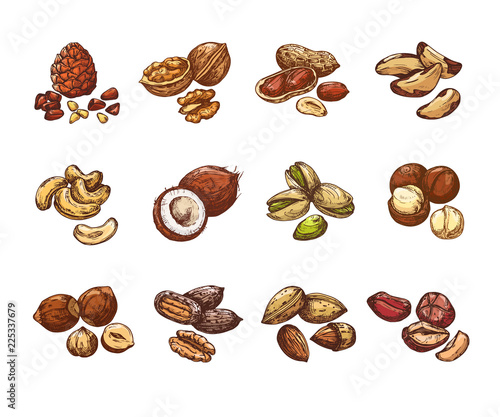 Cartoon nuts and seeds. Hazelnut and coconut, beans and peanut. Isolated vector set of cartoon natural nuts for healthy, vegetarian almond and walnut illustration