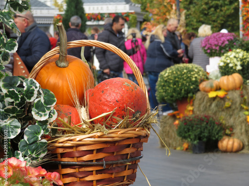 Fotografie Wicker basket with pumpkins on farm market outdoors