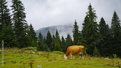 Cows grazing in Turkey mountains scenery with mountain peaks covered in mystic fog in summer