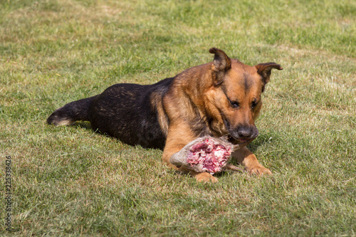 Fototapeta Naklejka Na Ścianę i Meble -  A hungry dog eats animal,A hungry dog eats a deer's head