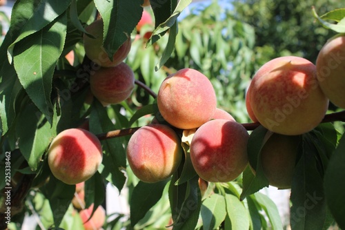 Red peaches in September. Orchard. IN 1