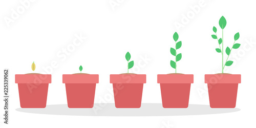 Stages of green plant growth in the pot