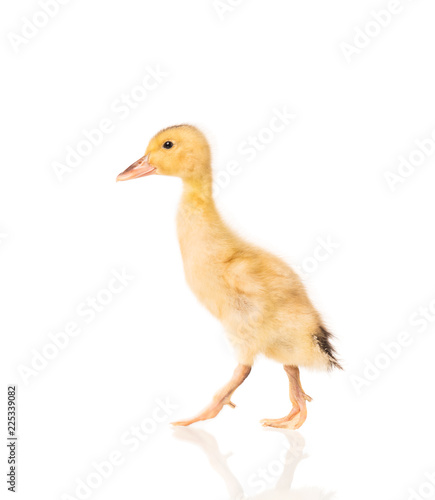 Cute little duckling