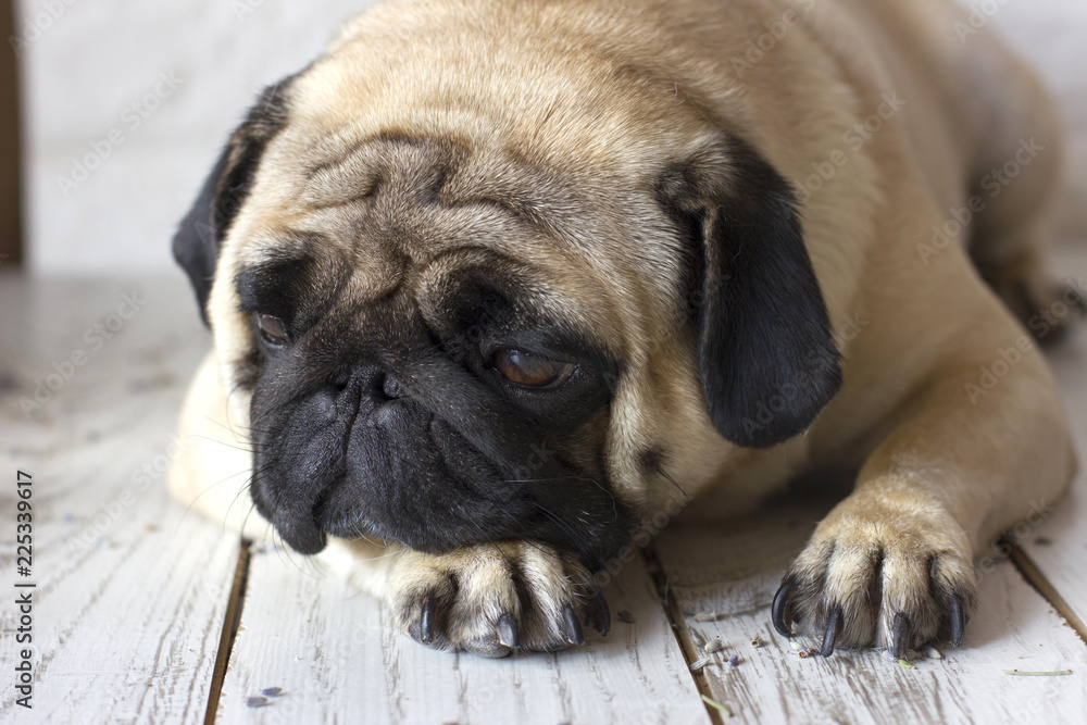 Sad pug dog with big eyes lying on wooden floor
