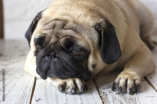 Sad pug dog with big eyes lying on wooden floor © Anna