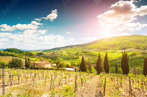 Vineyards in Tuscany  Italy. Beautiful summer landscape