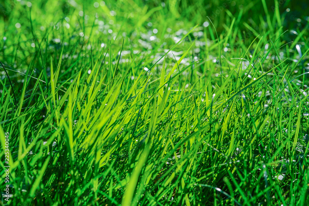Fototapeta premium Green Lawn in the sunset.