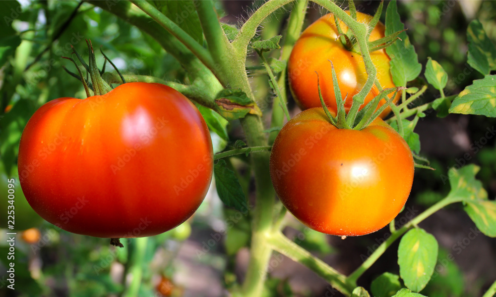 Maturation of tomatoes in a vegetable garden in the summer.