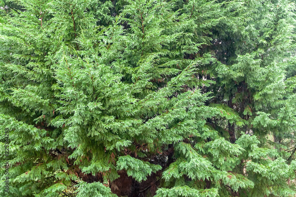 bush close up bush close up