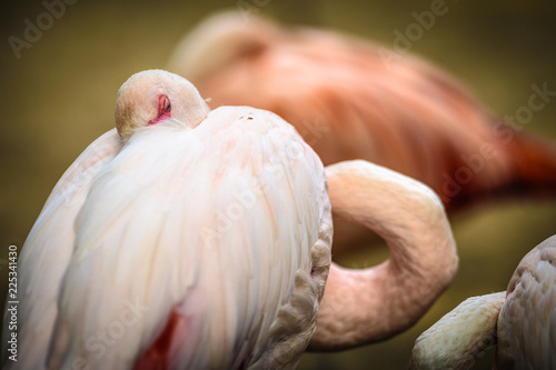 Ansichten eines Flamingo