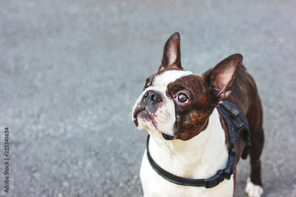 Cute dog boston terrier on grey background Cute dog boston terrier on grey background