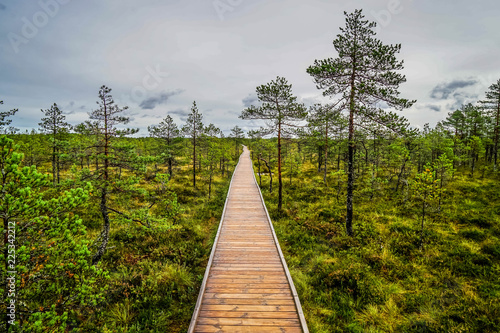 Bog landscape in tallinn, town, old, estonia, europe, baltic, city, autumn, capital, view, architecture, urban, building, travel, landmark, cityscape, medieval, historic, tower, european, street, beau