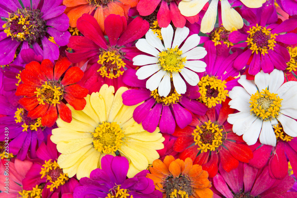 colorful bouquet of summer zinnias colorful bouquet of summer zinnias