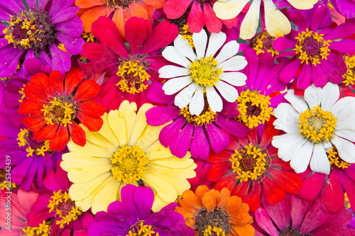 colorful bouquet of summer zinnias