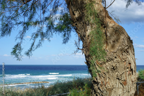 Tableau sur toile Tree and seaview at sunshine, Netanya, Israel