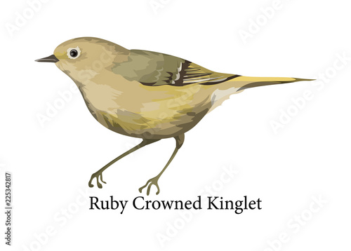 Ruby crowned kinglet exotic bird. Wild nature
