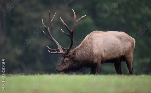 Bull Elk © Harry Collins