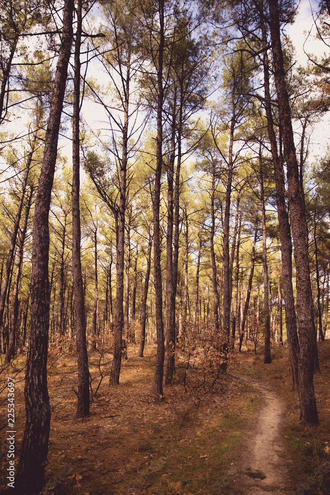 Hiking path through the trees in Nymfea forest, Rodopi, Greece Hiking path through the trees in Nymfea forest, Rodopi, Greece