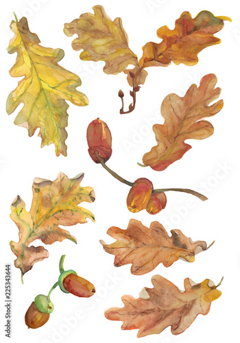 Watercolor set of hand drawn autumn oak leaves and acorns in yellow, red and broun colour. Autumn collection. Design elements of season decor.