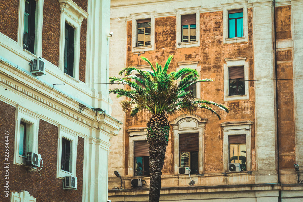 Fototapeta premium plam tree in rome