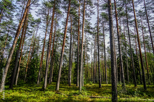 Lahemaa National Park is a park located in northern Estonia, east from the capital Tallinn. 