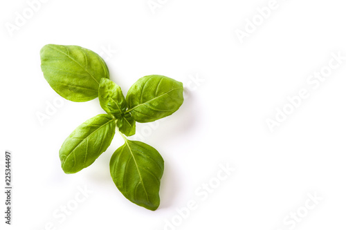 Fresh basil leaf isolated on white background. Top view.  Copyspace.


