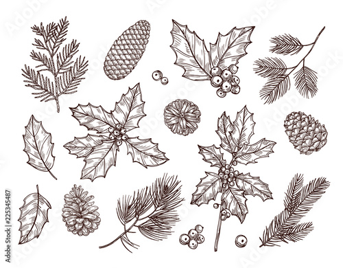 Christmas plants. Sketch fir branches, pine cones and holly leaves with berries. Christmas winter botanical vintage hand drawn set. Branch with pine sketch, decoration tree illustration