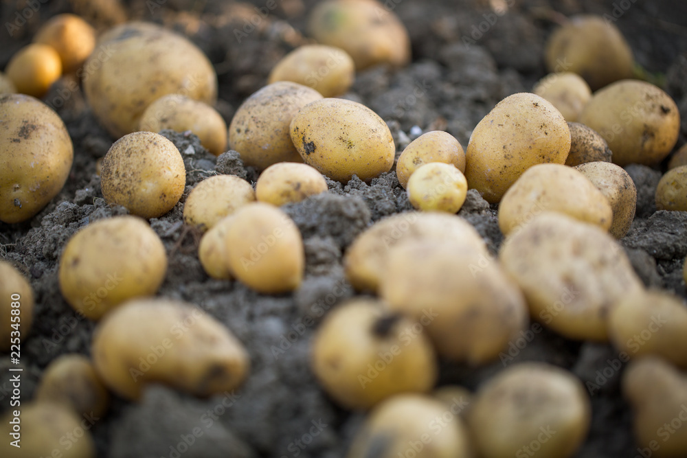 Freshly dug early, baby potatoes on a clay / soil, gardening concept Freshly dug early, baby potatoes on a clay / soil, gardening concept