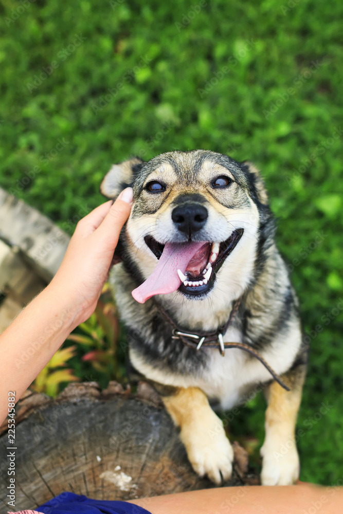 happy young joyful dog climbs paws on the lap of the girl and stuck out his tongue with pleasure happy young joyful dog climbs paws on the lap of the girl and stuck out his tongue with pleasure