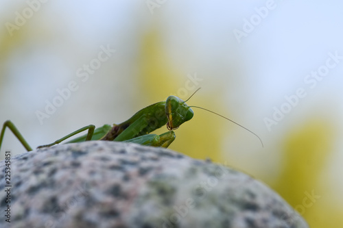 Close up shot of green mantis on nature background. Predatory insect.