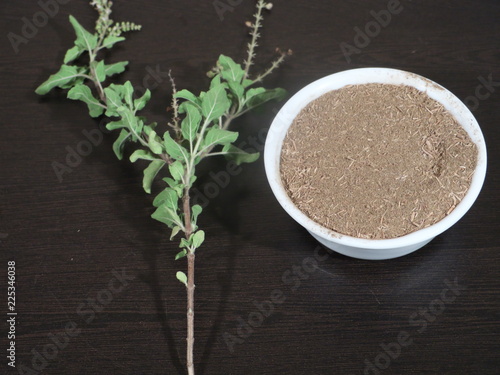 Tulsi or The Holy Basil flower with blurred leaves and Holi Basil Leaves Powder on Wooden Background Tulsi Leaf Powder in White Bowl on Wooden Background Holi Basil Leaf and Powder on Wooden 