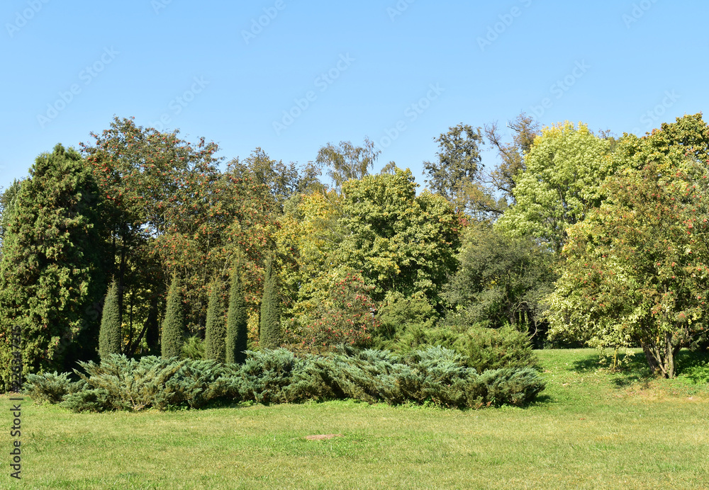 Landscape of trees and thuja against the sky.