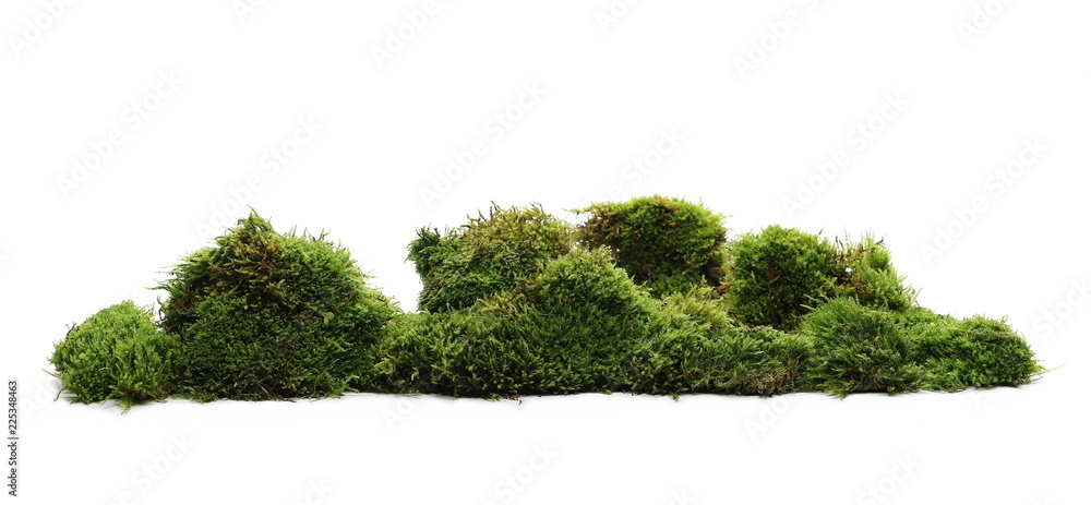 Green moss with grass isolated on white background - obrazy, fototapety, plakaty 