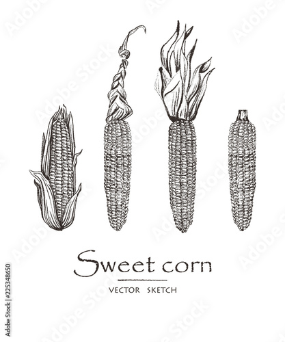 Vector illustration. Sketch drawing sweet corn. Vector chalk style objects set.