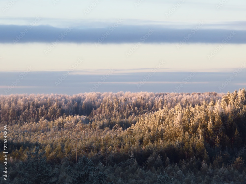 Forest treetops view in Estonia in winter Forest treetops view in Estonia in winter