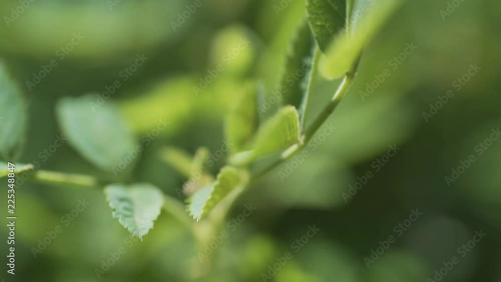 Macro view of leaves swaying in the wind, selective focus Macro view of leaves swaying in the wind, selective focus