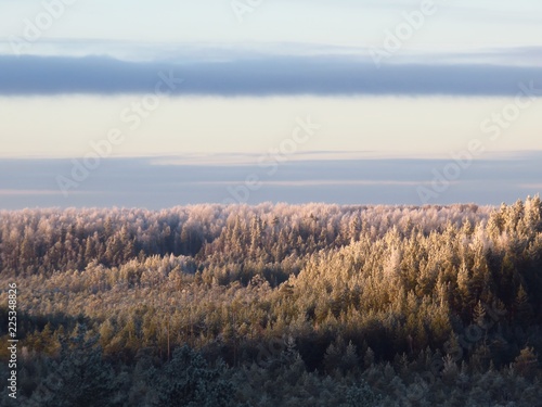 Forest treetops view in Estonia in winter