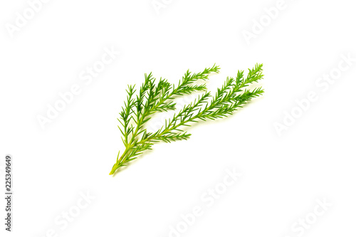 green pine leaves and twig isolated on white background.