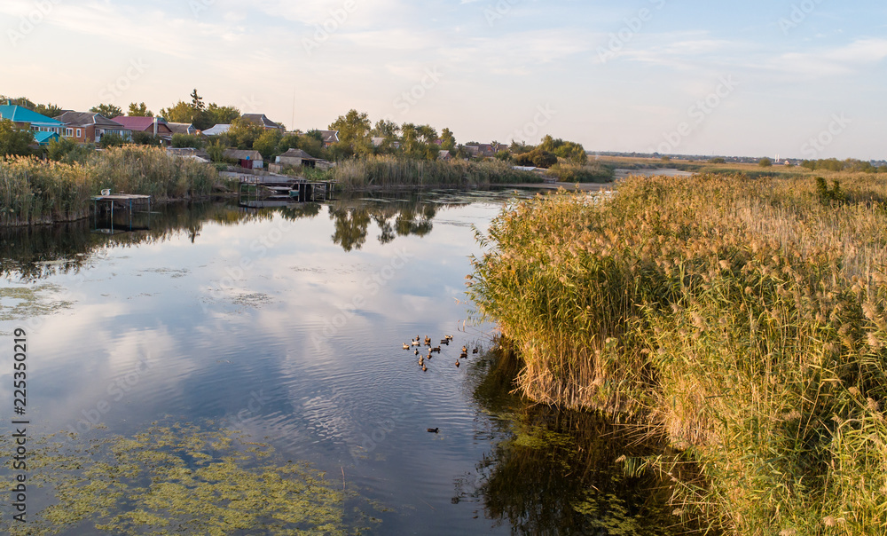 Wild ducks swim in the river next to the village at sunset in autumn